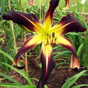 Саженцы Лилейник Velvet Ribbons (Вельвет Риббонс)