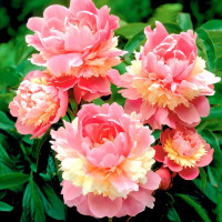 Саженец Пион Сорбет