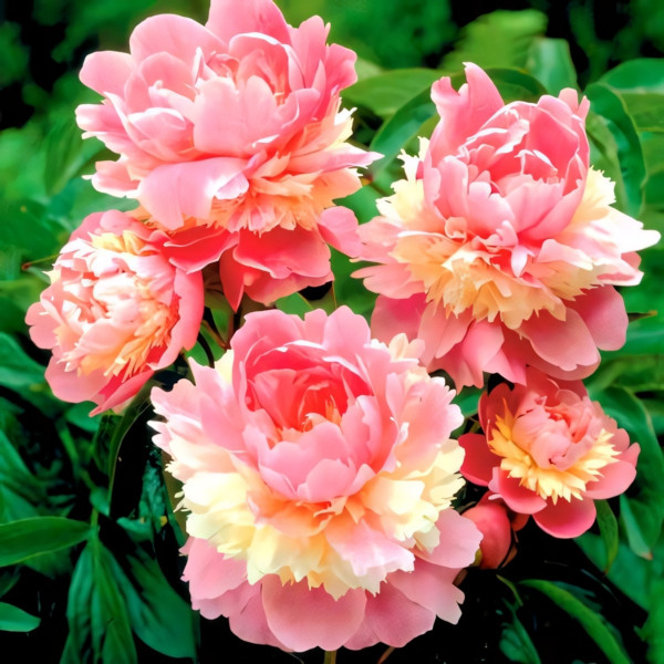 Саженец Пион Сорбет