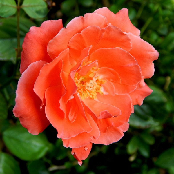 Саженцы Роза плетистая Оранж Доун