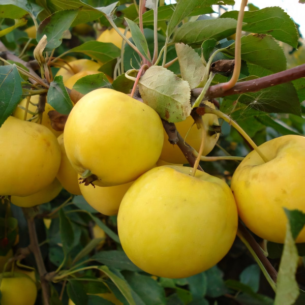 Саженцы Яблоня Уральское Наливное