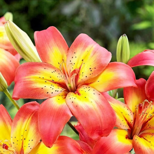  Лилия азиатская Costa del Sol (Коста Дель Сол)