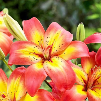  Лилия азиатская Costa del Sol (Коста Дель Сол)