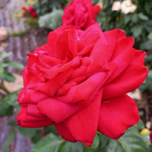 Саженцы Роза чайно-гибридная Казахстанская Юбилейная