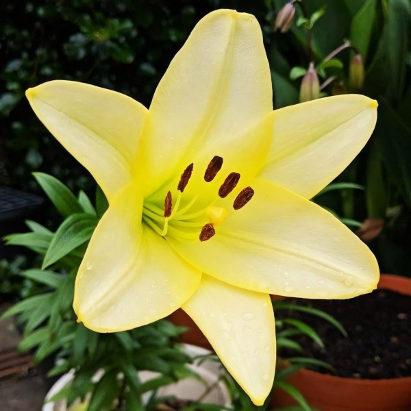 Луковицы  Лилия длинноцветковая Deliana (Делиана) (3шт.)