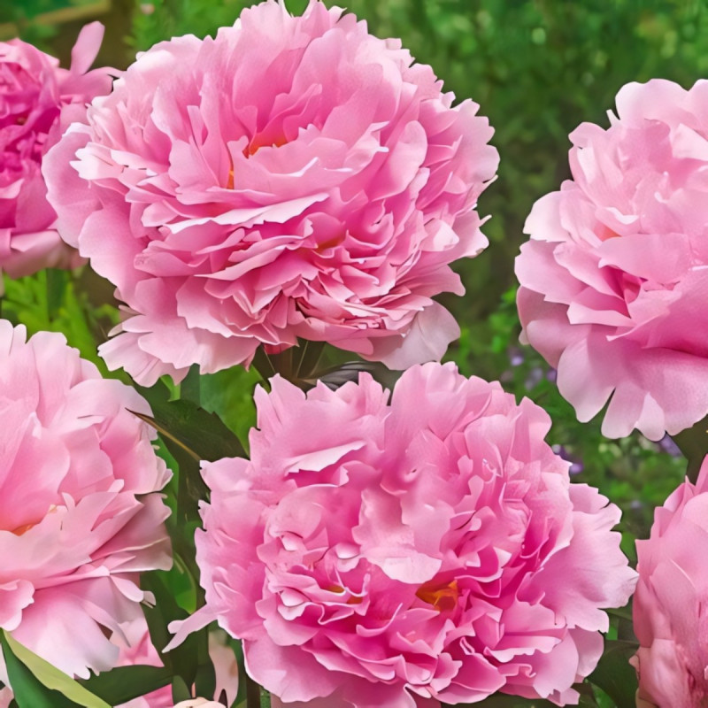 Саженец Пион Пинк