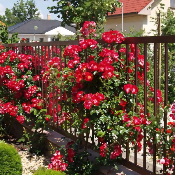 Саженцы Роза плетистая Дортмунд