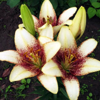 Луковицы  Лилия Сесил (3шт.)