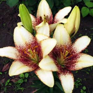  Лилия Сесил