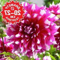 Саженцы Георгина Yarra Falls