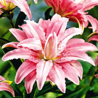 Луковицы  Лилия восточная Broken Heart (Брокен Херт) (3шт.)