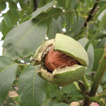 Саженцы Орех грецкий Астаховский