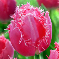 Луковицы Тюльпан бахромчатый Кашарель (в упаковке - 3шт.)