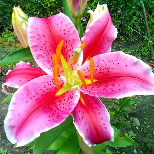  Лилия восточная Acapulco (Акапулько)