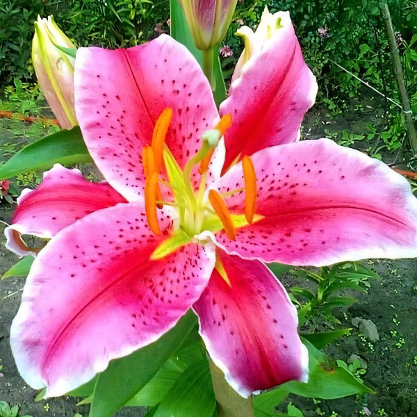 Луковицы  Лилия восточная Acapulco (Акапулько) (3шт.)