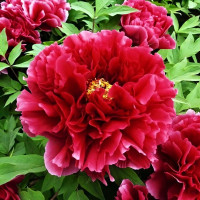 Саженцы Пион Алая Волна