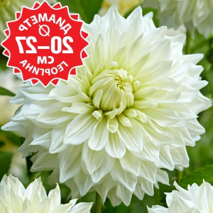 Саженцы Георгина Hakuyou