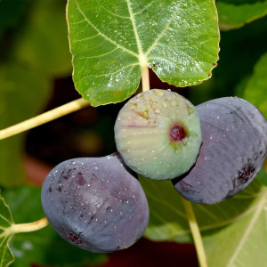 Саженцы Инжир Фиолетовый