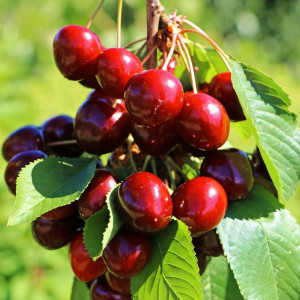 Саженцы Вишня Крупная Десертная