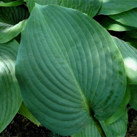 Саженцы Хоста Blue Mammoth (Блю Маммос) XL