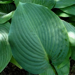 Саженцы Хоста Blue Mammoth (Блю Маммос) XL