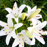 Луковицы  Лилия ЛА гибрид Litouwen (Литва) (3шт.)