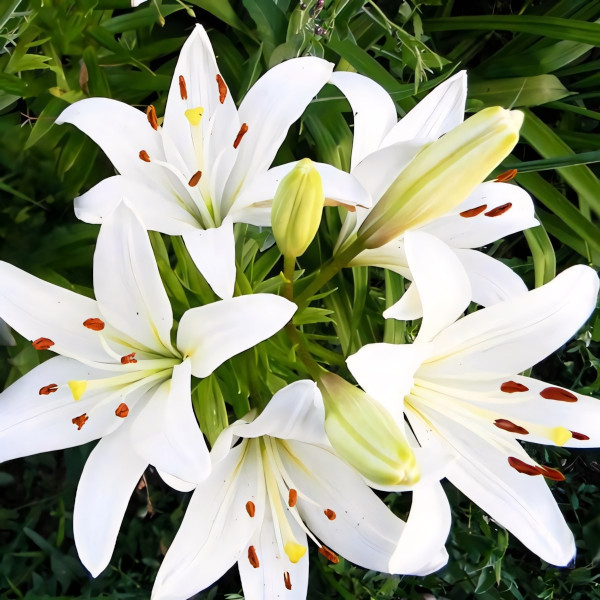 Луковицы  Лилия ЛА гибрид Litouwen (Литва) (3шт.)