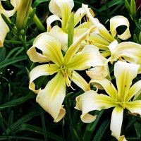 Саженцы Лилейник Dessert Icicle (Десерт Исайкл)