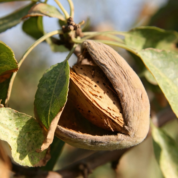 Саженцы Миндаль Пряный