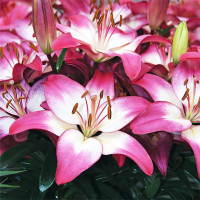 Луковицы  Лилия азиатская  Tiny Diamond (Тайни Даймонд) (3шт.)