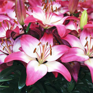  Лилия азиатская  Tiny Diamond (Тайни Даймонд)