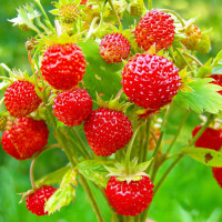 Клубника Александрия 5 шт. в упаковке