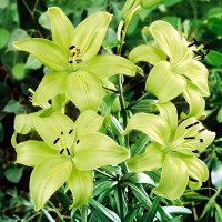 Луковицы  Лилия ЛА гибрид Gerrit Zalm (Геррит Залм) (3шт.)