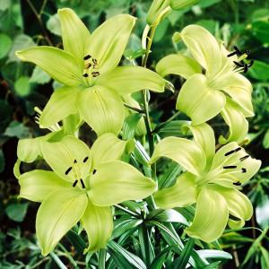  Лилия ЛА гибрид Gerrit Zalm (Геррит Залм)