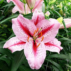  Лилия восточная Big Edition (Биг Эдишн)