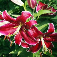 Луковицы  Лилия восточная Kissproof (Кисспруф) (3шт.)