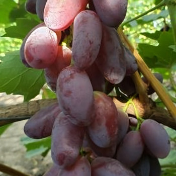 Саженцы Виноград Брисфен