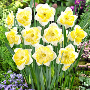 Нарцисс сплит-корона Принтал (в упаковке - 3шт.)