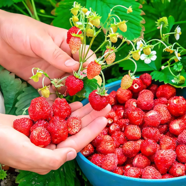 Клубника (мелкоплодная) Времена года 5 шт. в упаковке