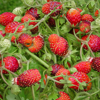 Клубника Ананасная 5 шт. в упаковке