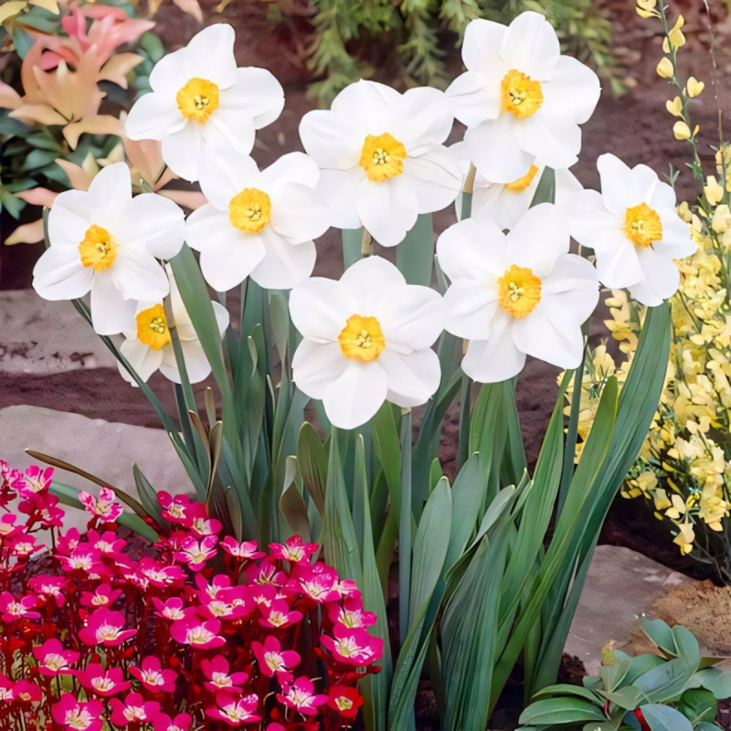 Луковицы Нарцисс мелкокорончатый Вергер (в упаковке - 3шт.)