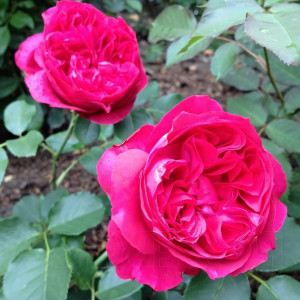 Саженцы Роза парковая Рубан Руж