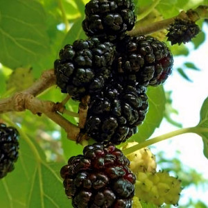 Саженцы Шелковица Плакучая