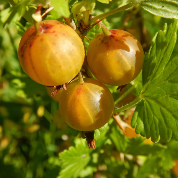 Саженцы Крыжовник Медовый