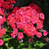 Саженцы Флокс метельчатый Red Riding Hood (Ред Райдинг Худ)