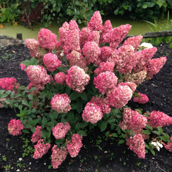 Гортензия Sundae Fraise