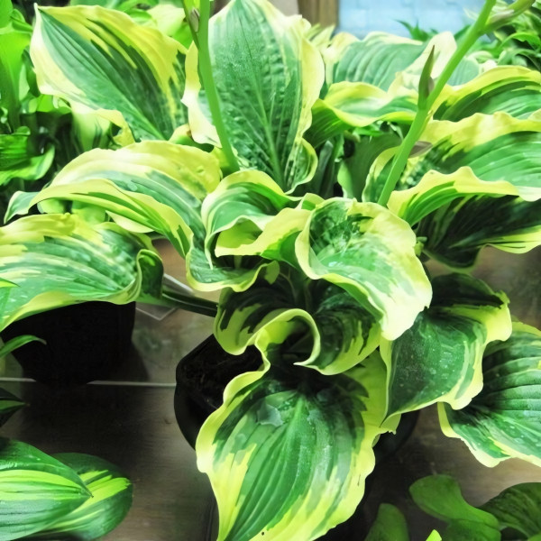 Саженцы Хоста Lakeside Prophecy Fulfilled (Лэйксайд Пропхеси Фулфилд) М