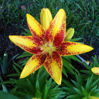 Луковицы  Лилия азиатская Tiny Sensation (Тайни Сенсейшн) (3шт.)