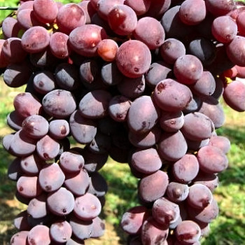 Саженцы Виноград Граф Монте Кристо