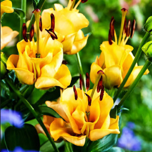  Лилия азиатская Apricot Fudge (Априкот Фьюдж)